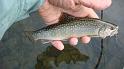 Kettle Brookie